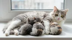 Koty w wieku 7 lat: od jakiego wieku kota można uznać za wciąż młodego, a od jakiego za już bardzo starego?